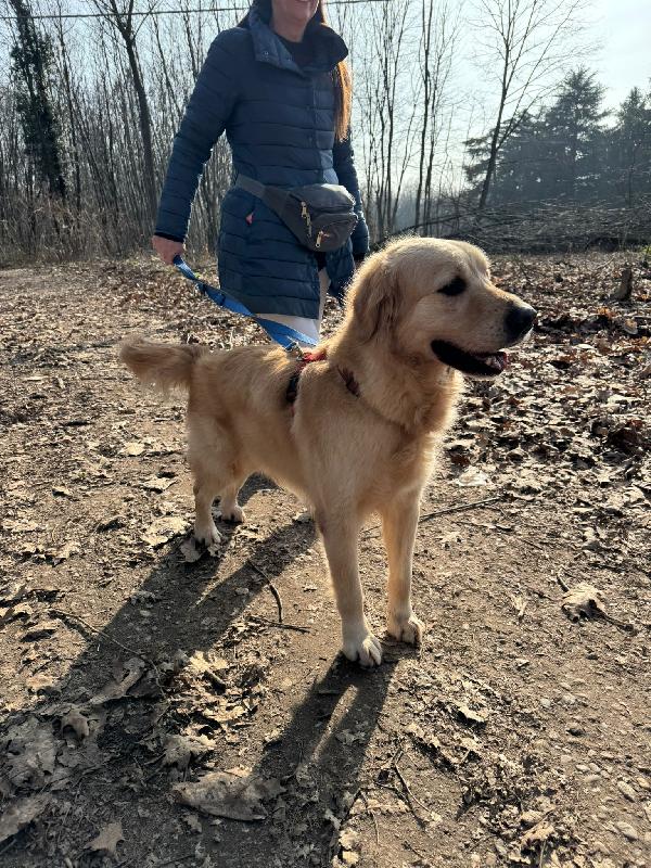 Casper, un Golden Retriever bello da impazzire Foto 5